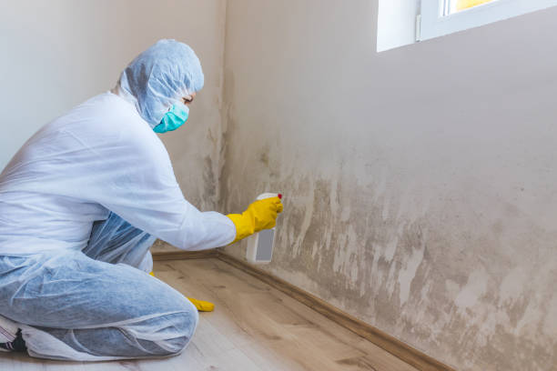 Licensed Mold Remediation service in North Fort Lewis, WA - 24 Hour Mold Removal