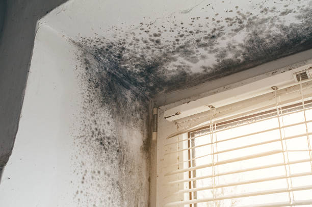 Affordable Mold Remediation solutions in North Fort Lewis, WA